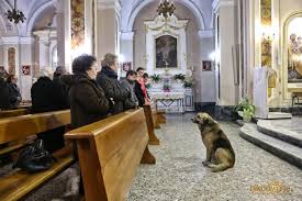 cane chiesa 2