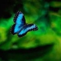 A memoria di farfalla..