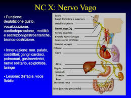 nervo vago