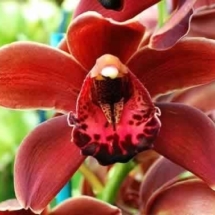 fioritura-orchidee_O4
